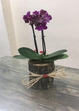 çift dal mini orkide